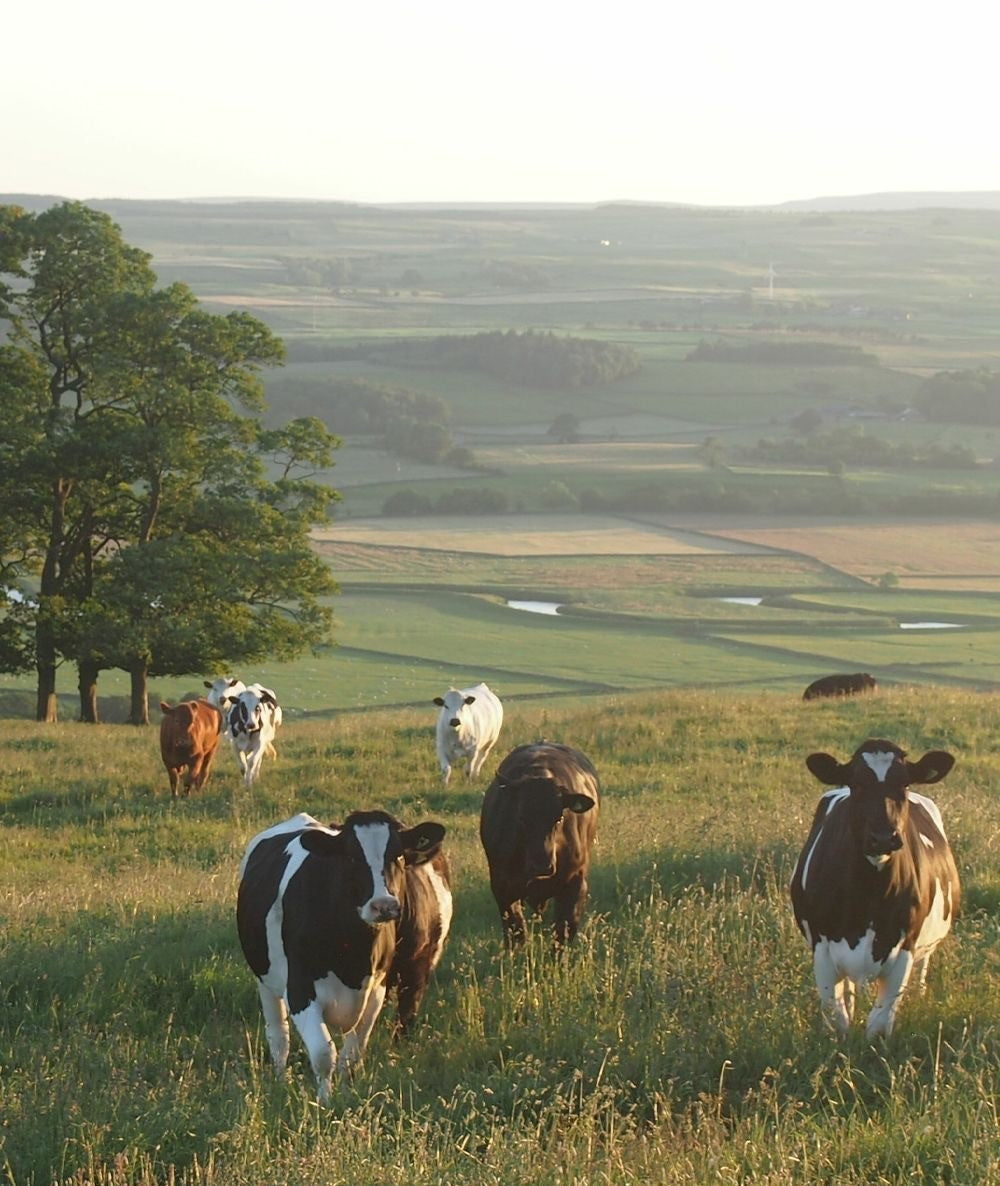 Grass-Fed Organ Supplements: The Ultimate Superfood for energy, immunity & Hormone Balance